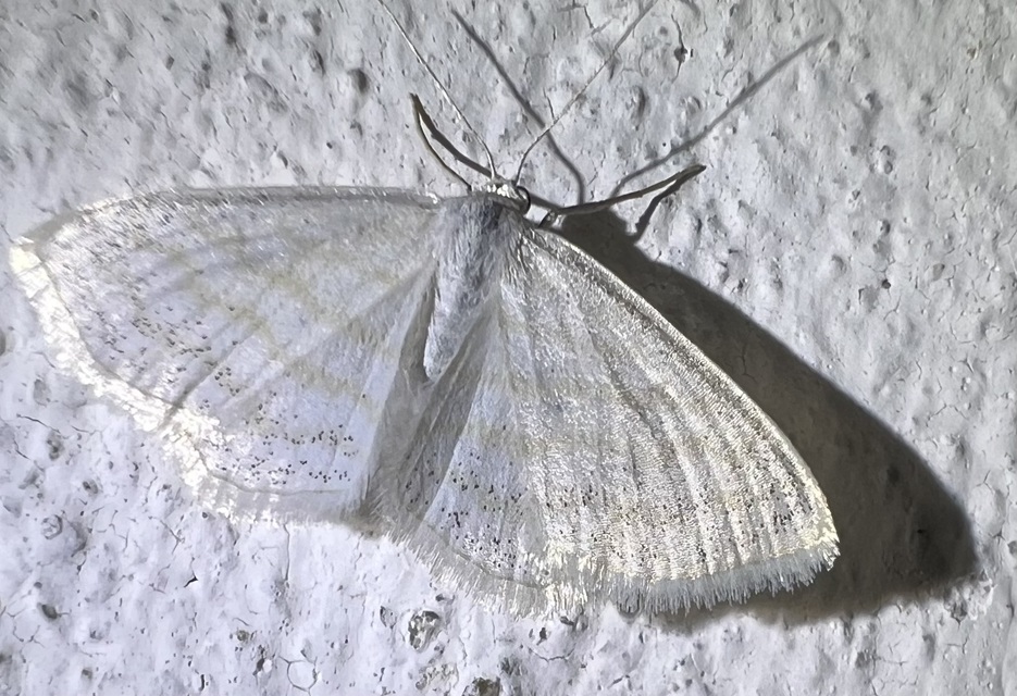 Scopula caricaria - mocsári fehéraraszoló