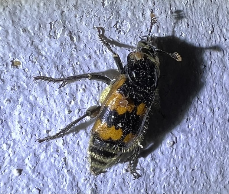 Nicrophorus vespillo - közönséges temetőbogár