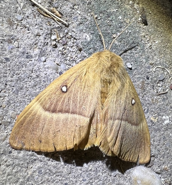 Lasiocampa quercus - tölgyfaszövő