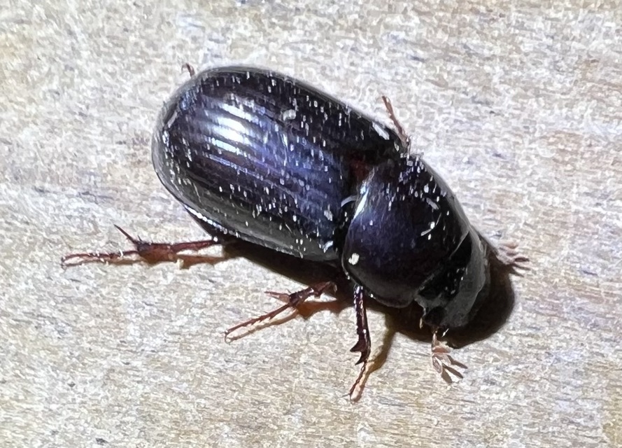 Aphodius rufipes - vörösbarna trágyabogár