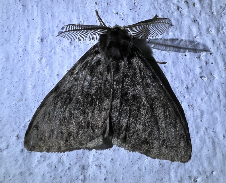 Lymantria monacha - apácalepke