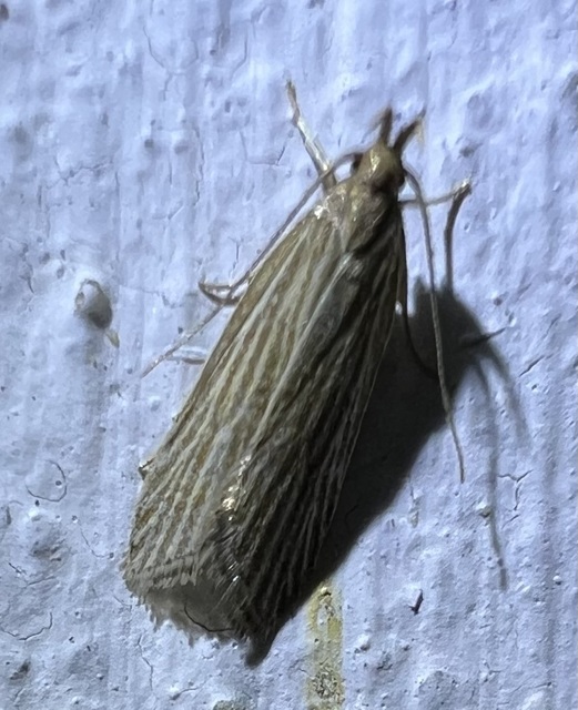 Helcystogramma