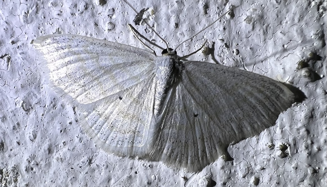Scopula caricaria - mocsári fehéraraszoló
