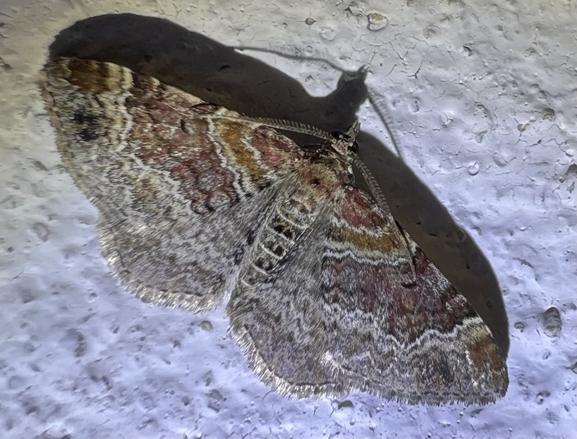 Xanthorhoe spadicearia - sávos tarkaaraszoló