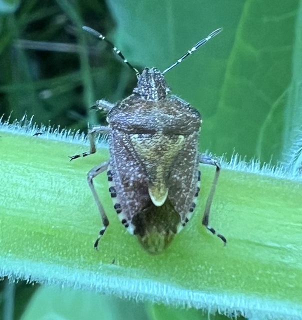 Dolycoris baccarum - közönséges bogyómászó-poloska Dolycoris baccarum - közönséges bogyómászó-poloska