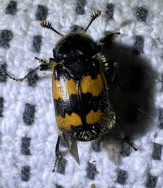 Nicrophorus vespillo - közönséges temetőbogár