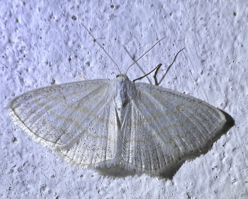 Scopula caricaria - mocsári fehéraraszoló
