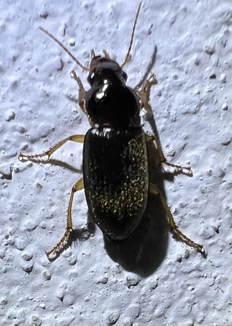 Harpalus griseus - kis selymesfutó