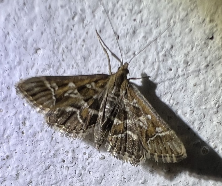 Diasemia reticularis - betűmintás tűzmoly