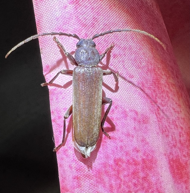 Arhopalus rusticus - gödrösnyakú cincér