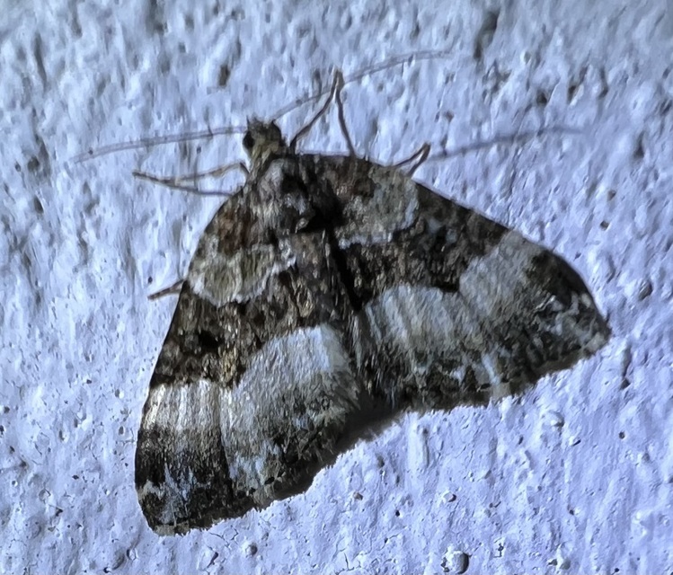 Euphyia unangulata - fogassávú tarkaaraszoló