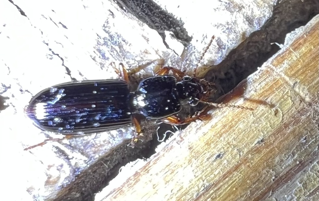 Clivina fossor - egyszínű vakondfutó