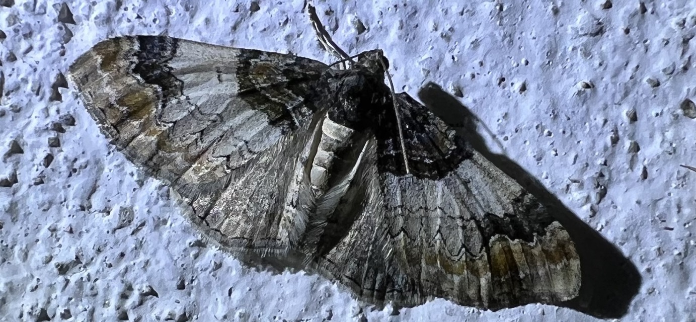Catarhoe cuculata - csuklyás tarkaaraszoló