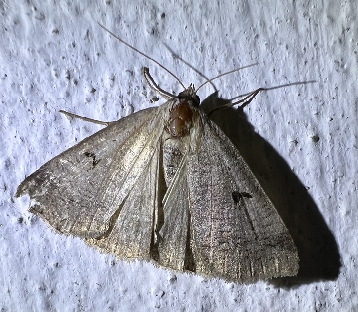 Lygephila pastinum - közönséges csüdfűbagoly