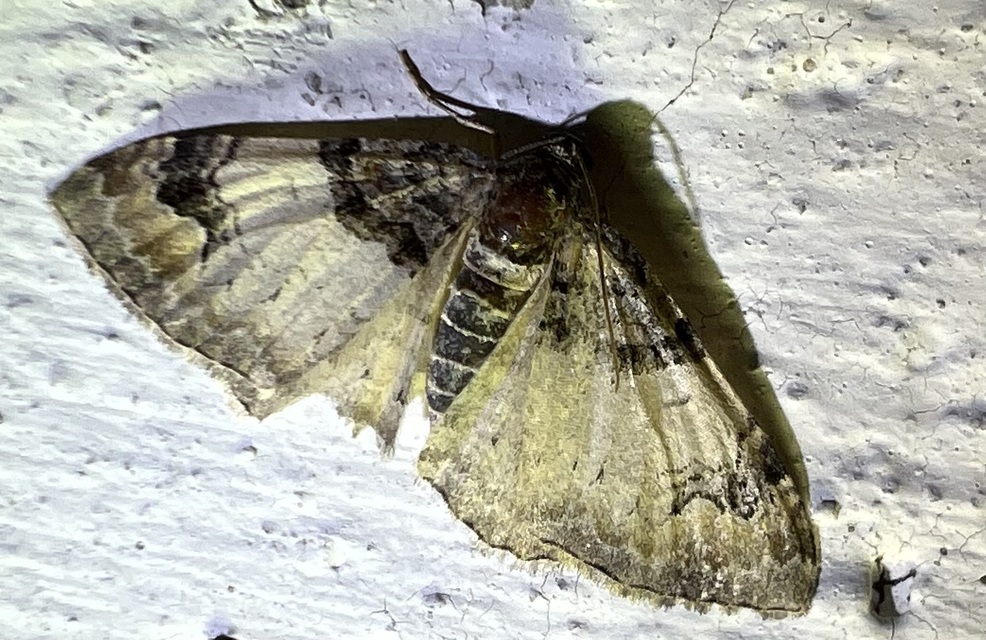 Catarhoe cuculata - csuklyás tarkaaraszoló
