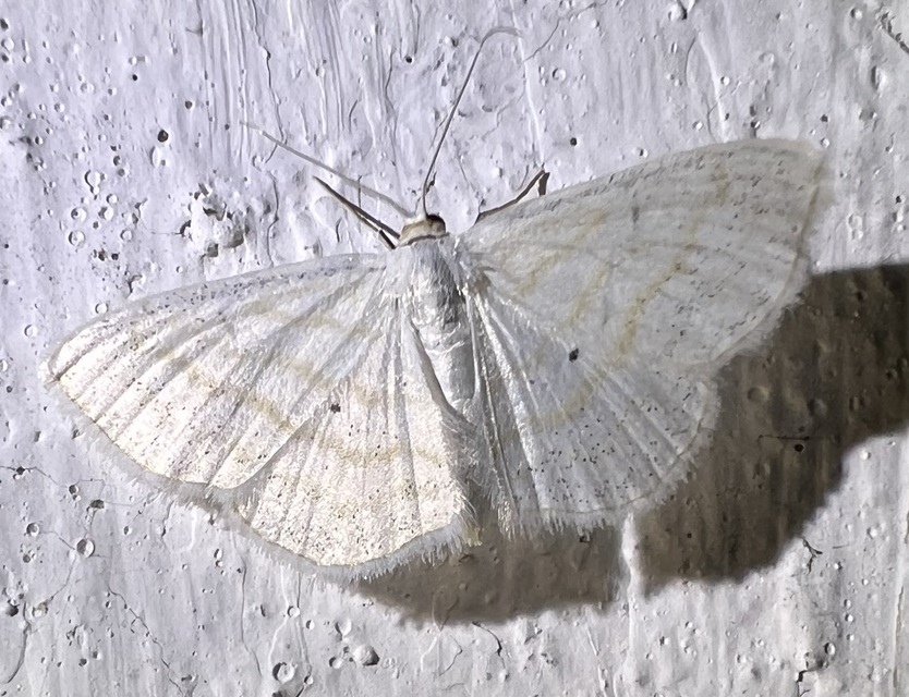 Scopula caricaria - mocsári fehéraraszoló