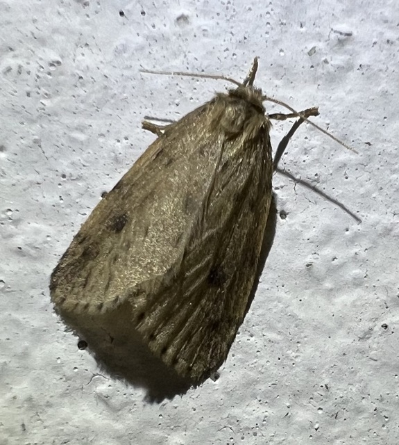 Thumata senex - mocsári medvelepke