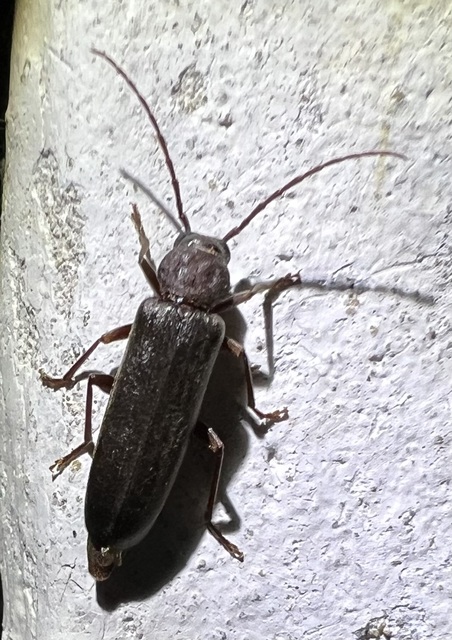 Arhopalus rusticus - gödrösnyakú cincér