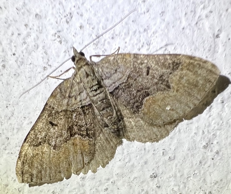 Xanthorhoe quadrifasiata - négysávos tarkaaraszoló