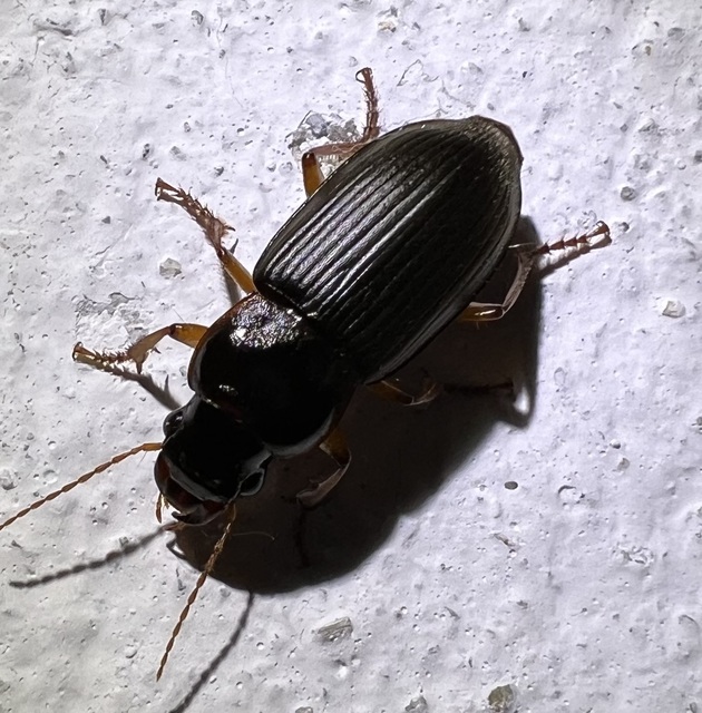 Harpalus griseus - kis selymesfutó