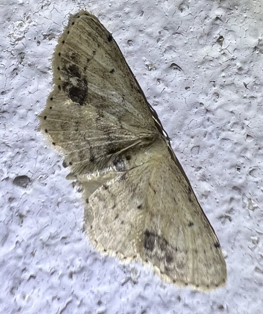 Idaea dimidiata - gyakori apróaraszoló