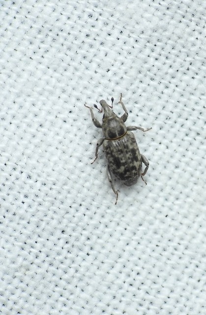 Bagous argillaceus - lakkfényű víziormányos Bagous argillaceus - lakkfényű víziormányos
