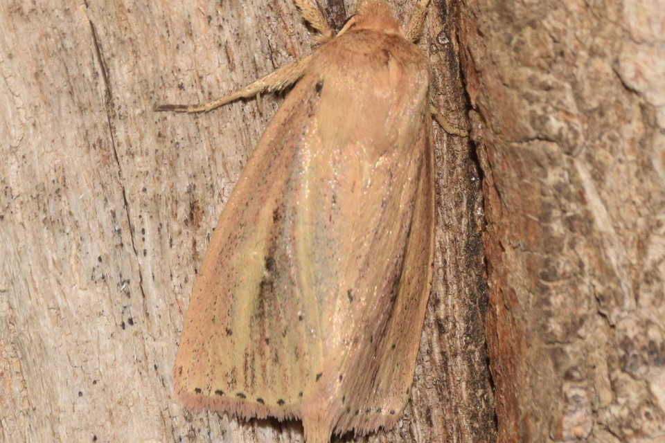Globia algae - barna nádibagoly