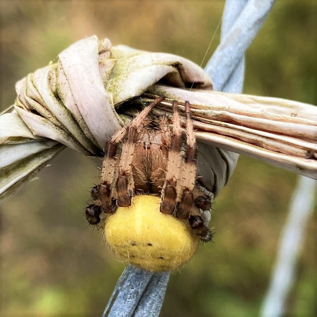 Araneus quadratus - négyes keresztespók