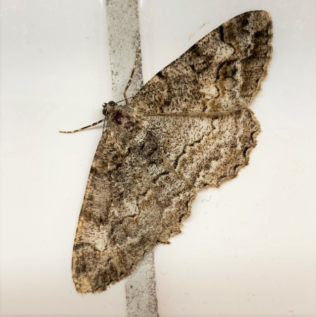 Alcis repandata - foltos faaraszoló