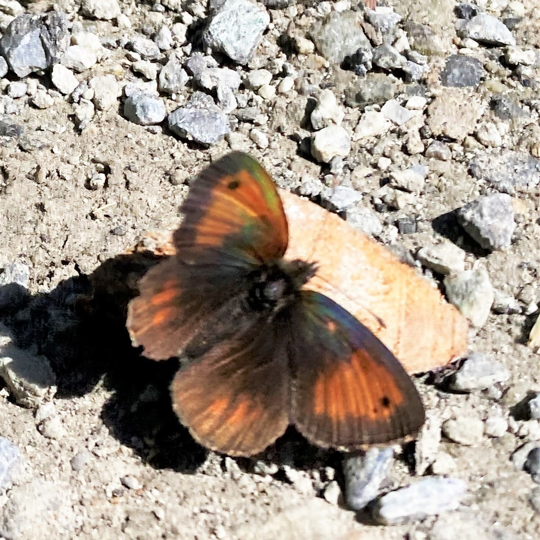 Erebia gorge