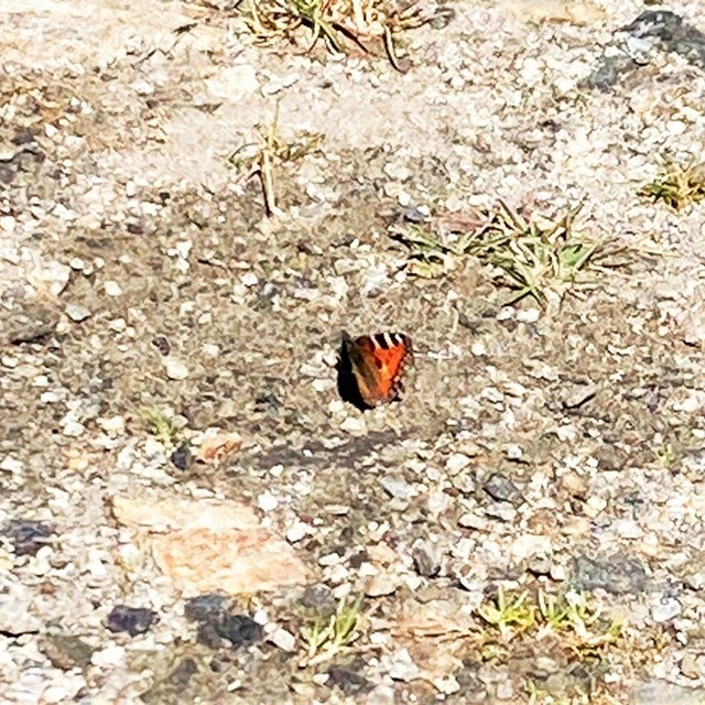 Nymphalis urticae - kis rókalepke