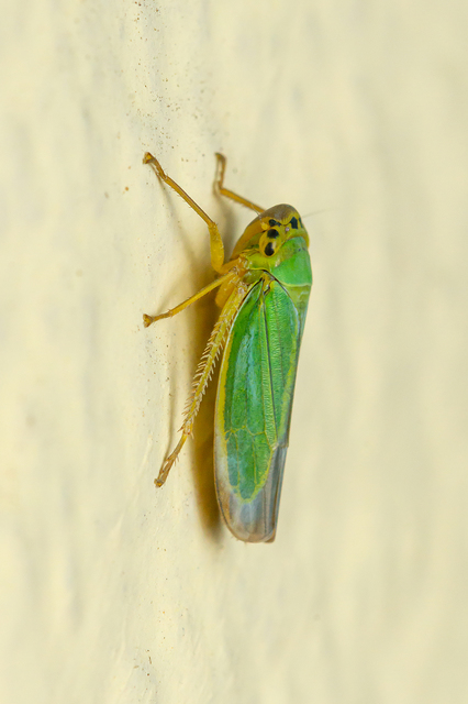 Cicadella viridis - méregzöld kabóca
