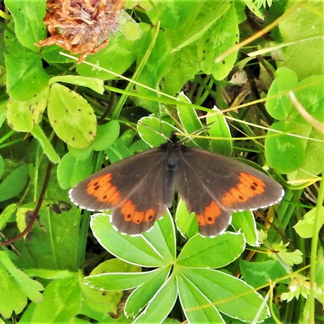 Erebia euryale