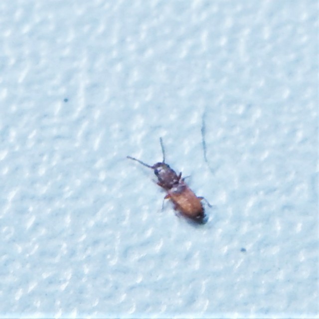 Laemophloeidae - szegélyeslapbogár-félék