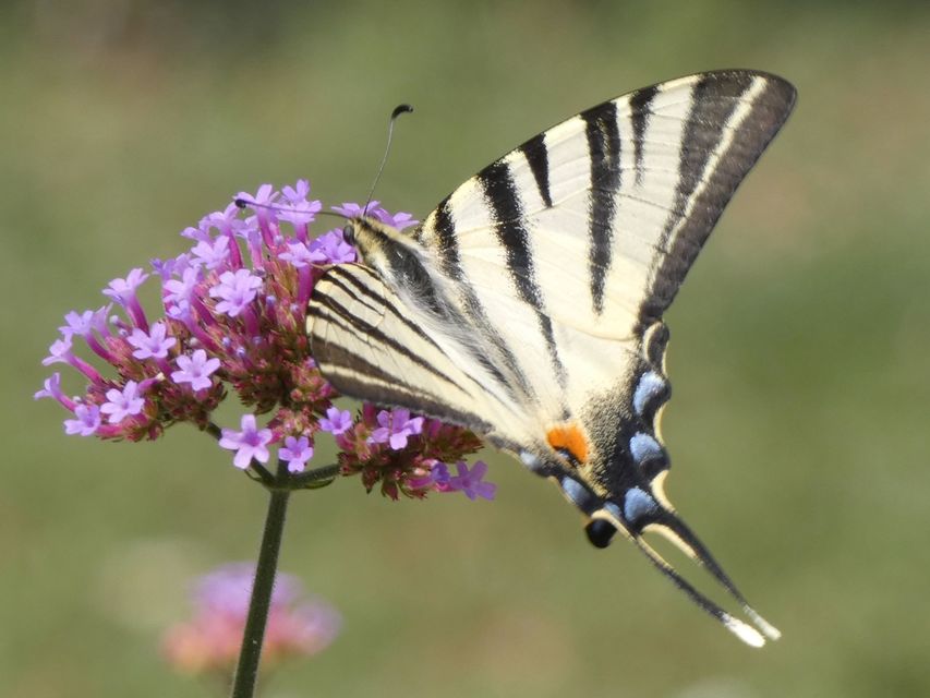 Iphiclides podalirius - kardoslepke