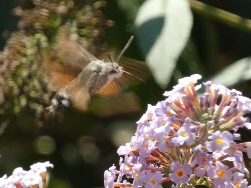 Macroglossum stellatarum - kacsafarkú szender