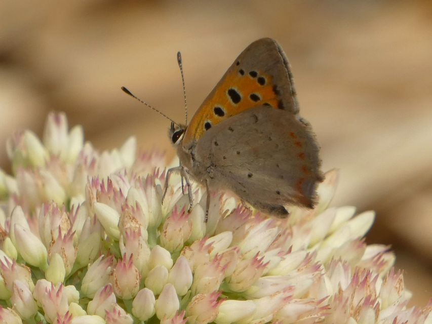 Lycaena phlaeas - közönséges tűzlepke