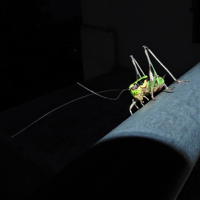 Eupholidoptera