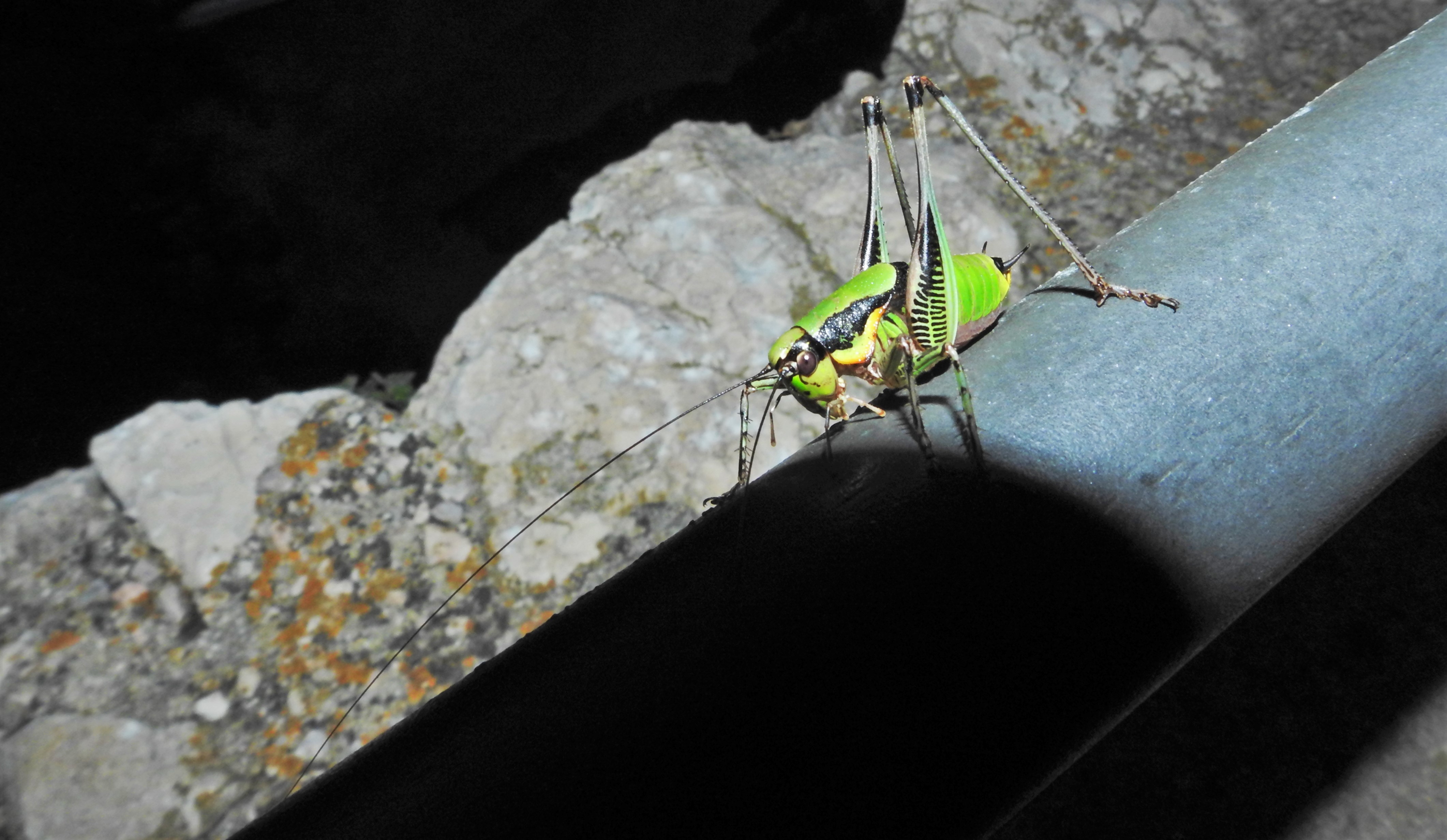 Eupholidoptera
