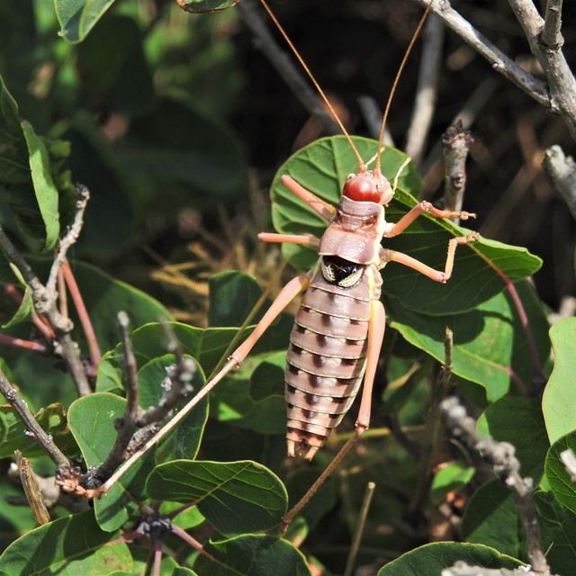 Ephippiger