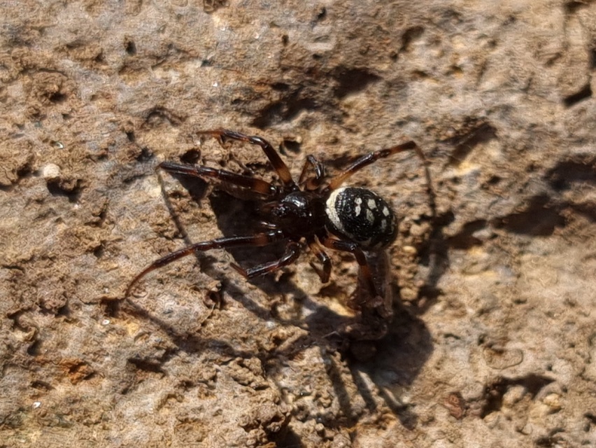 Steatoda albomaculata - koszorús törpepók