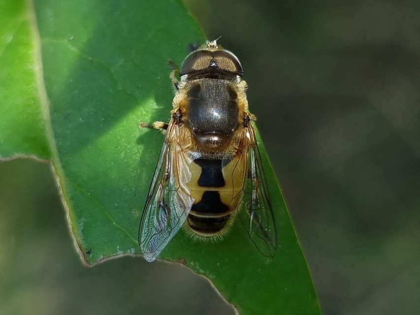 Eristalis arbustorum - fehérarcú herelégy