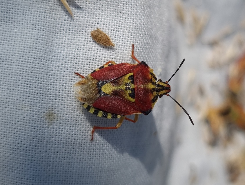 Carpocoris Carpocoris