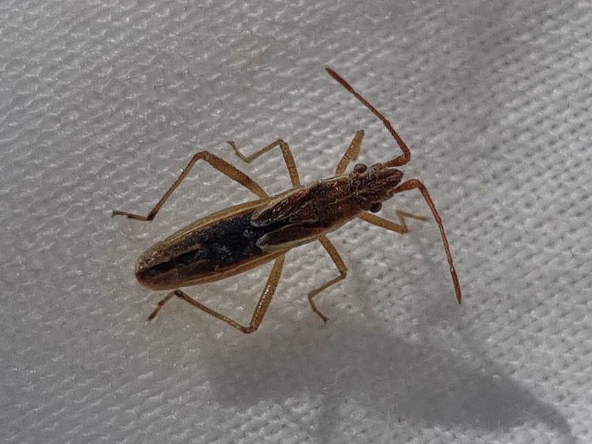 Myrmus miriformis - kurtaszárnyú karimáspoloska