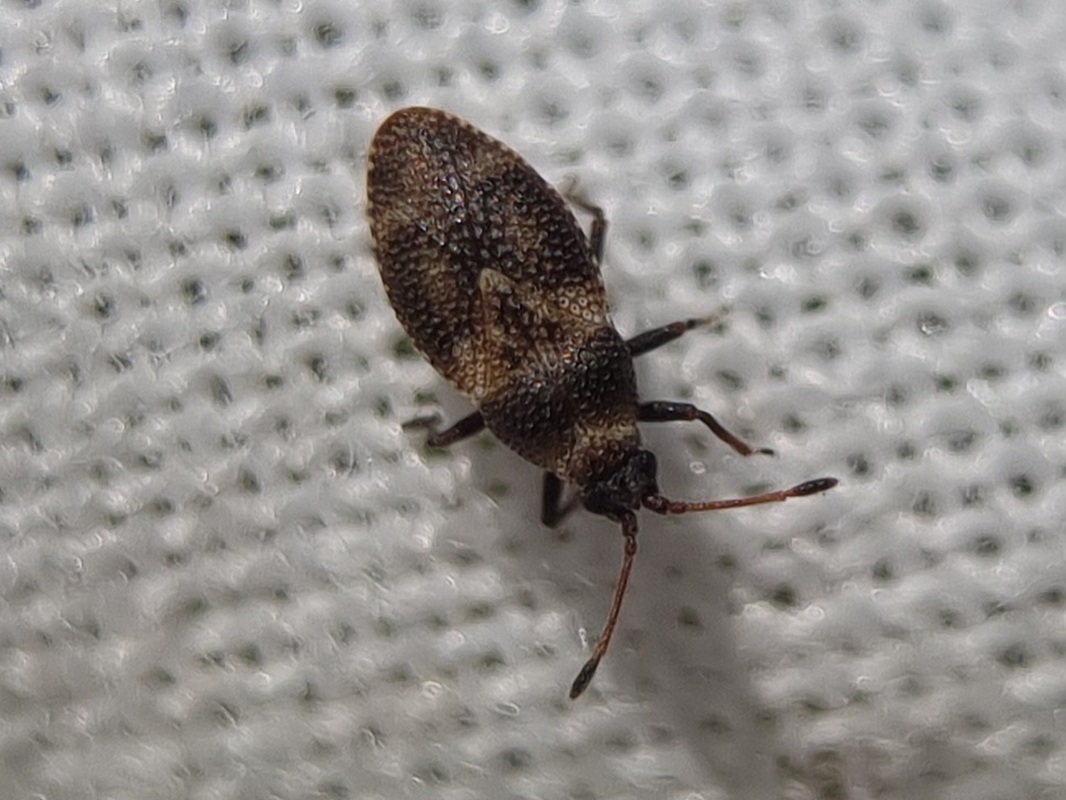 Oncochila scapularis - csuklyás csipkéspoloska