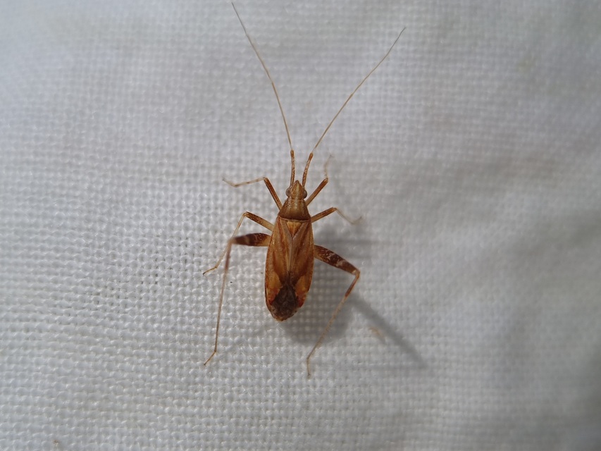 Phytocoris