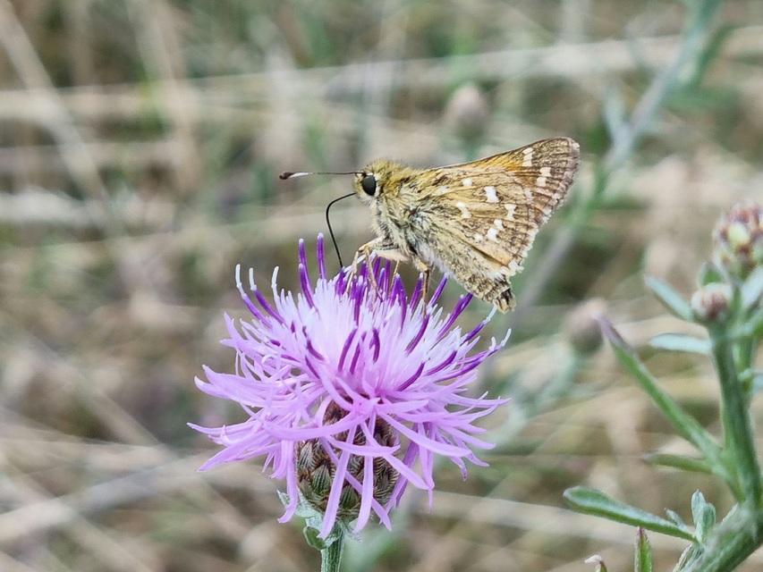 Hesperia comma - vesszős busalepke
