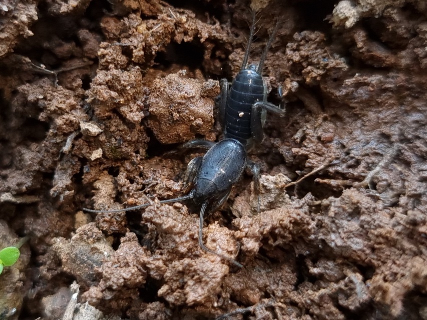 Gryllotalpa
