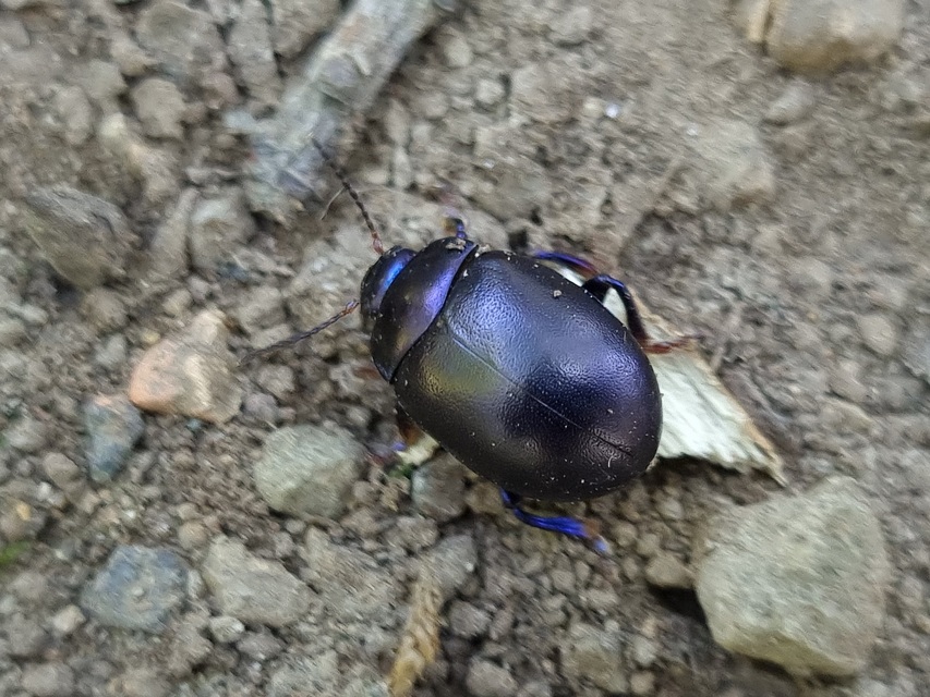 Chrysolina sturmi - vöröslábú levelész