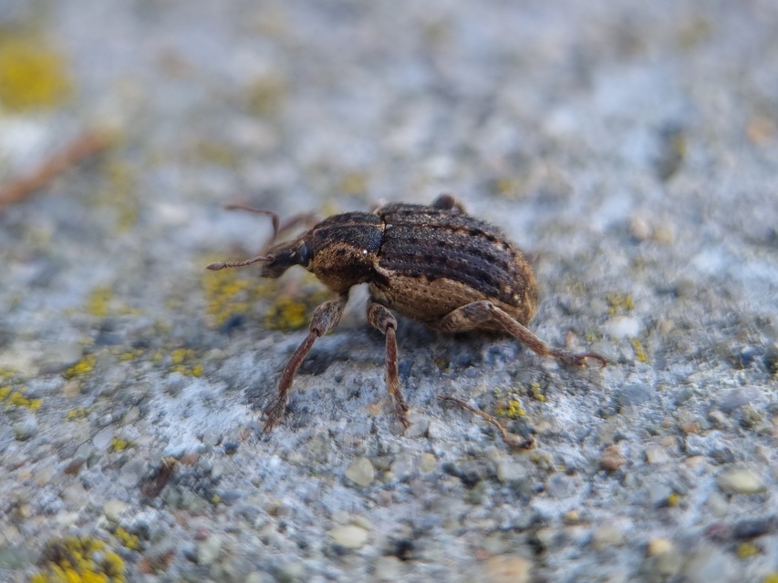 Brachypera zoilus - lucerna-gubósormányos